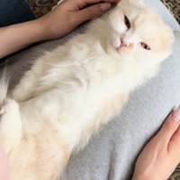 膝の上に寝転がる猫の写真4