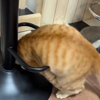 輪っかをくぐる猫