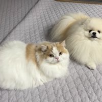 二匹揃って決め顔