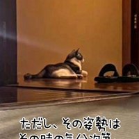 寝そべりながら玄関の前にいる猫