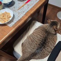 イスの上に座る猫