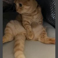 こたつにいる猫