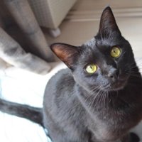 室内にいる猫