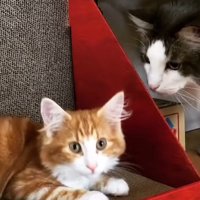 爪とぎに座っているノルウェージャンフォレストキャットの子猫