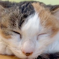 眠る猫の顔のアップ