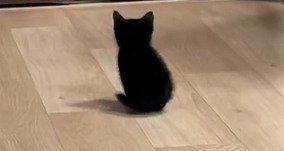 座る子猫のアップ