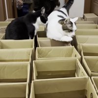 歩くのが大変な豆大福