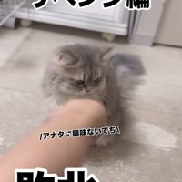 顔を背ける猫