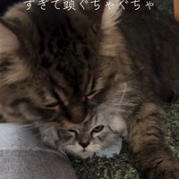 子猫を毛づくろいする猫