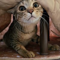 布団から顔を出すキジトラ猫