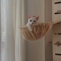 王冠のようなものをかぶっている猫