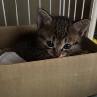 段ボールの中に入った子猫