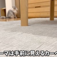 カーペットと猫