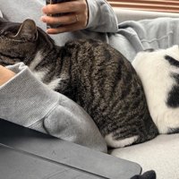 眠っている猫と男性