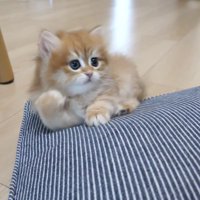 飼い主さんの手にびっくりする赤ちゃん