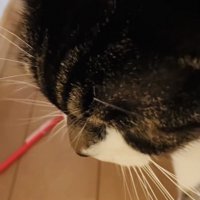投稿主さんがいなくて寂しそうに佇む保護猫