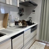 キッチンにいる猫