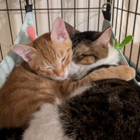 くっついて寝る2匹の猫