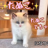 たぬこになりました