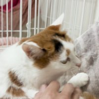 投稿者の近くで穏やかな顔をする猫