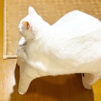 スツールに座った白猫