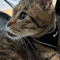 しゃくれている猫