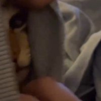 袖口から顔を出す猫