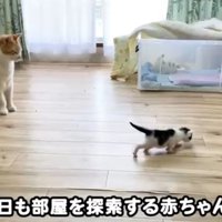 部屋を歩く子猫と見守る猫