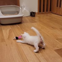 遊ぶおこめちゃん