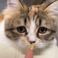 人の指に顔を近づける猫