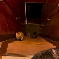 階段を上る3匹の猫