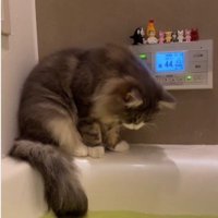 湯船の縁に座っている猫