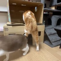 乗ろうとする猫
