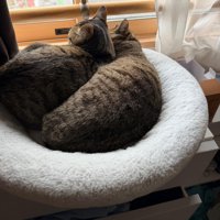 猫ベッドで寝る猫たちの背中