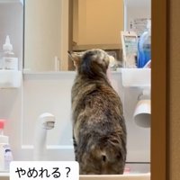 洗面台に上がって歯ブラシに顔を擦り付ける猫