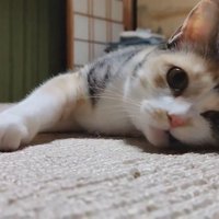 カーペットで足をフミフミするハチワレ猫