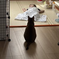 寝ている赤ちゃんを見つめる猫の後ろ姿