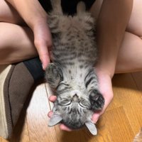仰向けで熟睡する子猫2