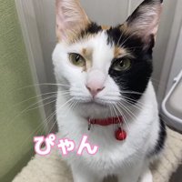 お座りをしているカメラ目線の三毛猫