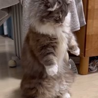 真剣な表情の猫