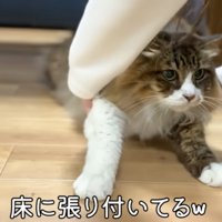 床に張り付いているぽこまる