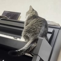 ピアノに座る猫