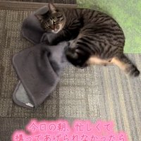 マットを抱えて後ろ足で蹴る猫