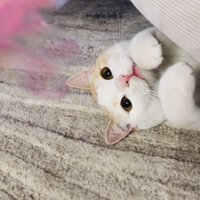 猫用のおもちゃで遊ぶマンチカン