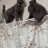 鉢合わせる2匹の猫