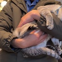 抱っこされておなかをもまれる猫2
