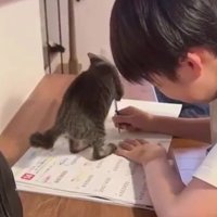 鉛筆で遊ぶ猫