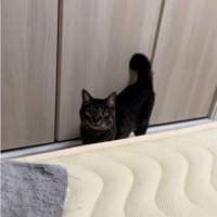 人を見ている猫