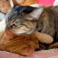 茶トラ猫を毛繕いする麦わら猫