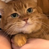 無表情の猫